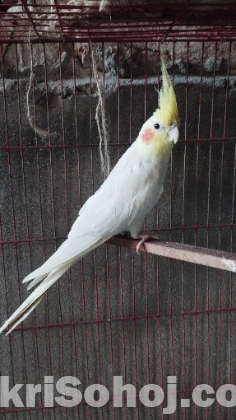 Cokatel Bird